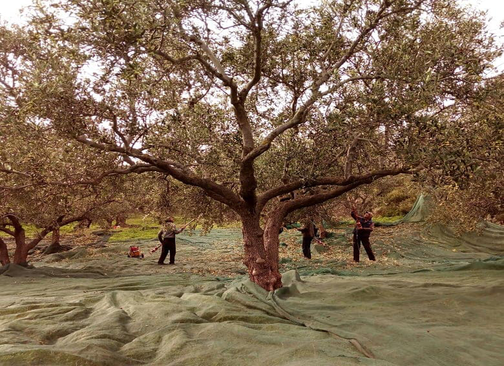 olive harvest