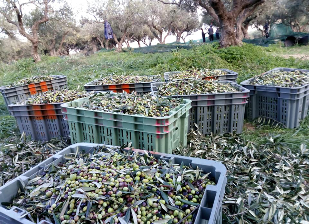 olive harvest
